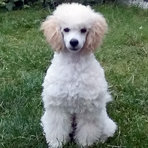 Pierre