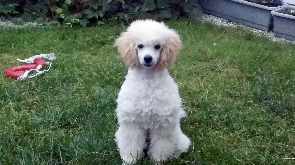 Pierre