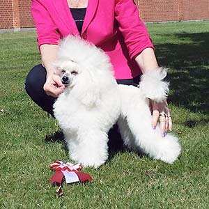 La'Biba's Mademoiselle Zoya Blanche (Zoya) på udstilling i Bremen