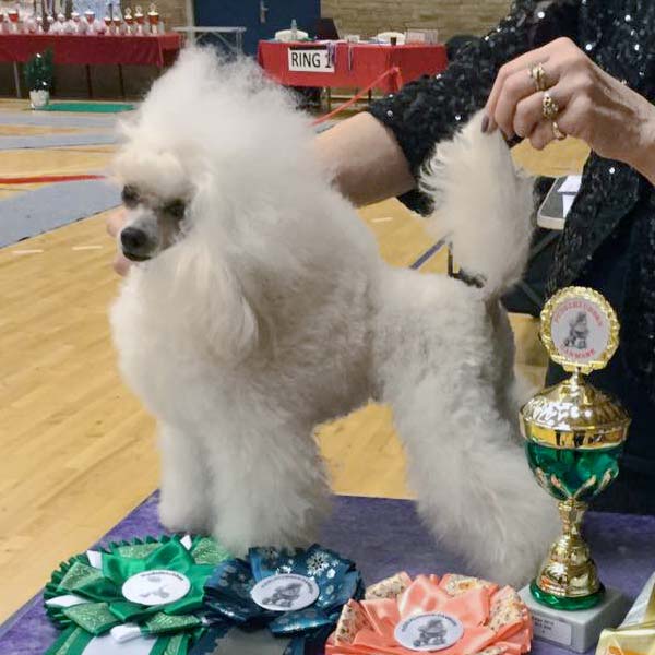 La'Biba's Mademoiselle Zoya Blanche (Zoya) på udstilling i Køge