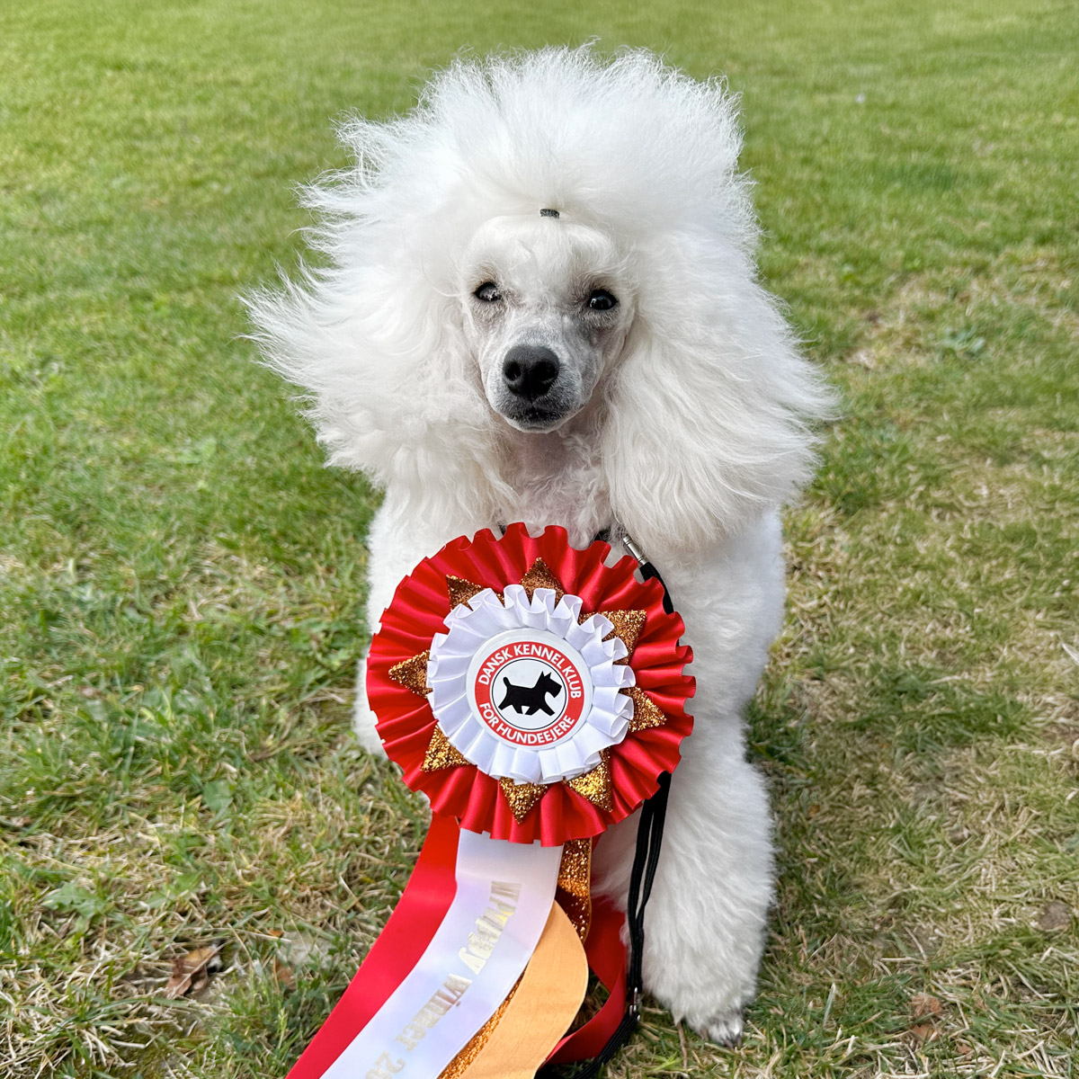 La'Biba's L'Petite Gizmo Blanc på DKK Puppy Cup 2024 i Ringsted