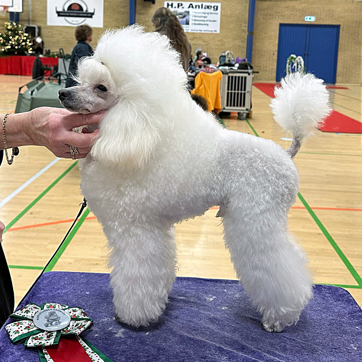 La'Biba's L'Petite Gizmo Blanc på Pudelklubbens juleudstilling i Dalmose