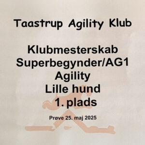 Gizmos resultat til agilitystævnet i Taastrup
