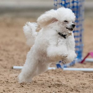 La'Biba's L'Petite Vianna Blanche til Hoopers DM 2025 i Ringsted