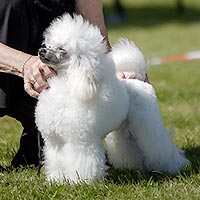 La'Biba's L'Petite Gizmo Blanc