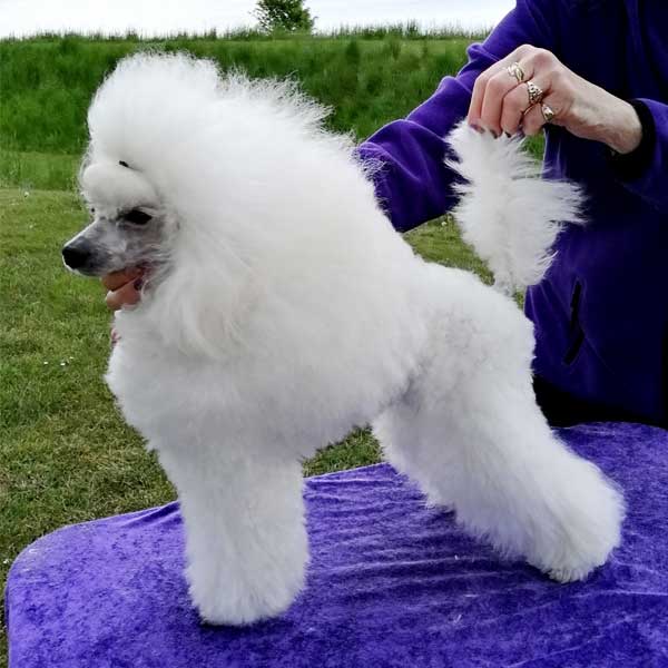 La'Biba's L'Petite Vianna Blanche